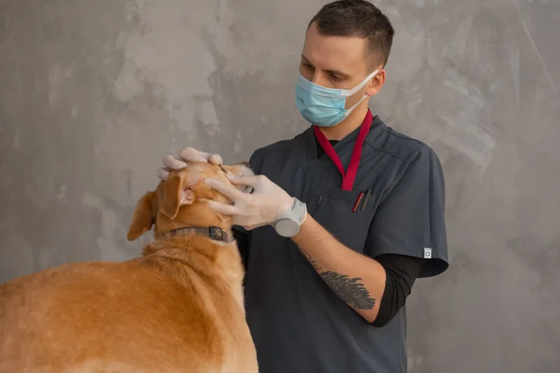 Veterinarian checking a dog during an exam
