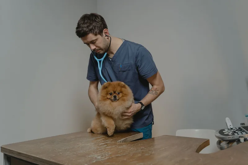 Veterinarian examining a Pomeranian with a stethoscope
